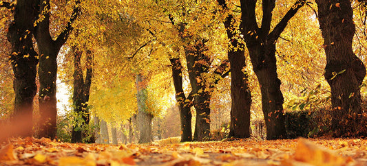 5 comfortable autumn shoes for women
